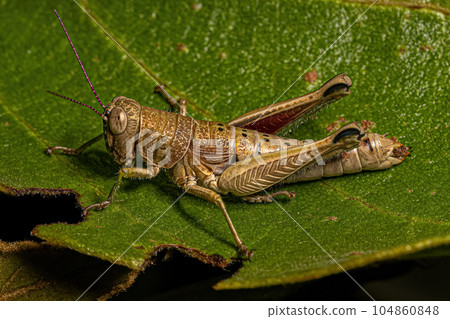 Spur-throated Grasshopper Insect 104860848