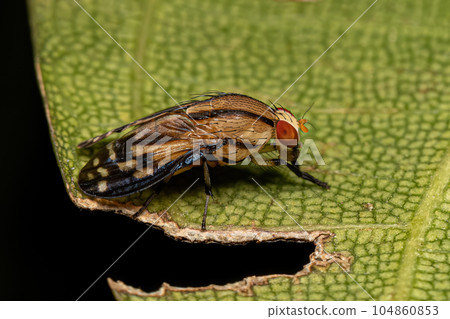 Adult Lauxaniid Fly 104860853