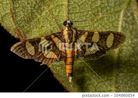 Male Adult Orange-spotted Flower Moth 104860854