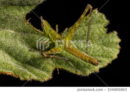 Monkey Grasshopper Nymph 104860863