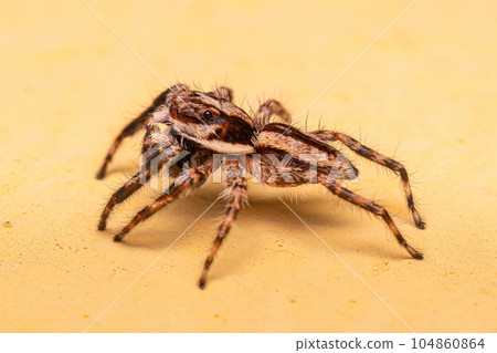 Adult Male Gray Wall Jumping Spider 104860864