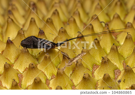 Adult Caddisfly Insect 104860865