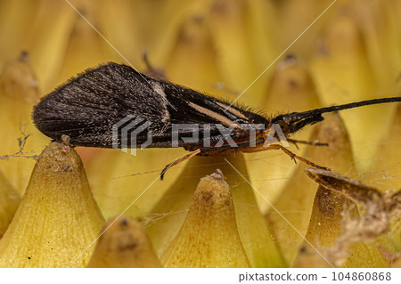 Adult Caddisfly Insect 104860868