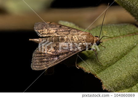 Adult Pearl Moth Adult Pearl Moth 104860869