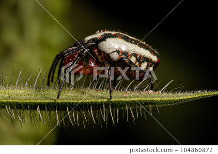Adult Typical Orbweaver Spider Adult Typical Orbweaver Spider 104860872