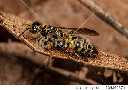 Adult New World Banded Thynnid Wasp 104860874