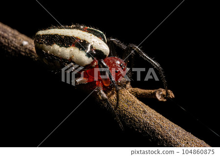 Adult Typical Orbweaver Spider 104860875