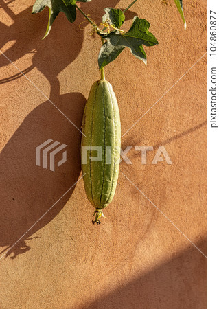 Sponge Gourd Plant Fruit 104860877