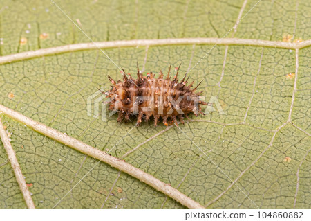 Scale-feeding Lady Beetle Larva Scale-feeding Lady Beetle Larva 104860882