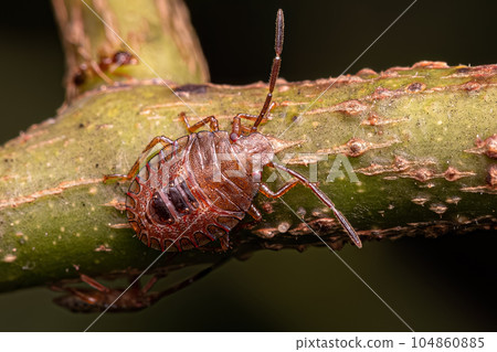 Small Stink bug Small Stink bug 104860885