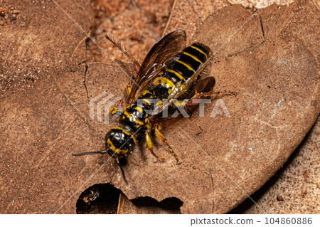 Adult New World Banded Thynnid Wasp 104860886