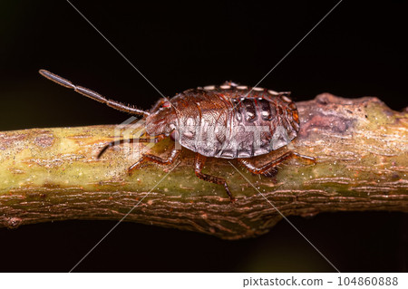 Small Stink bug Small Stink bug 104860888