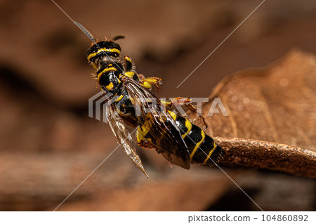 Adult New World Banded Thynnid Wasp Adult New World Banded Thynnid Wasp 104860892