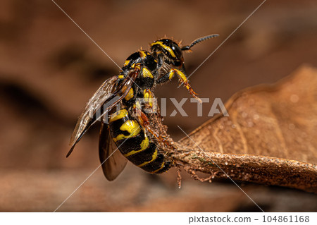 Adult New World Banded Thynnid Wasp 104861168