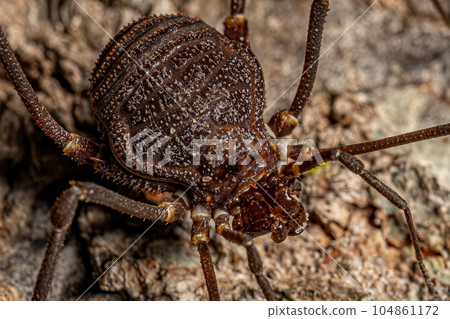 Adult Gonyleptid Harvestmen Adult Gonyleptid Harvestmen 104861172