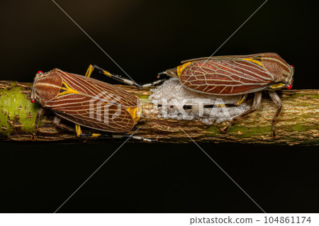 Adult Aetalionid Treehopper 104861174