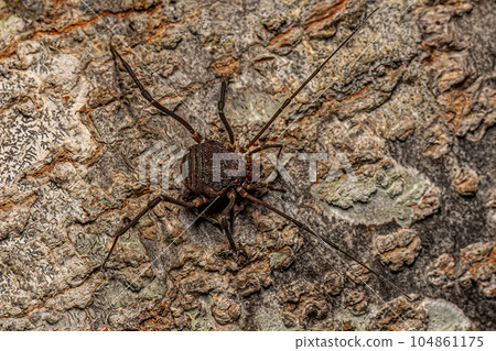 Adult Gonyleptid Harvestmen 104861175