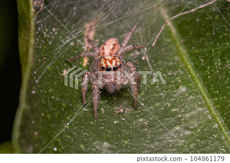 Small Jumping Spider 104861179