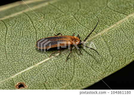 Adult Net-winged Beetle 104861180