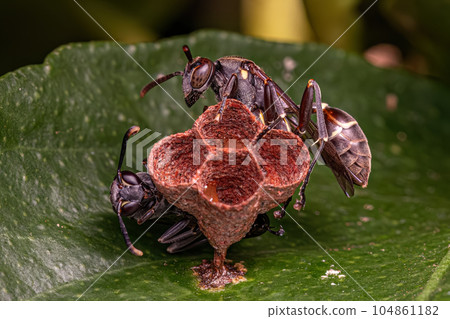 Adult Long-waisted Paper Wasp Adult Long-waisted Paper Wasp 104861182