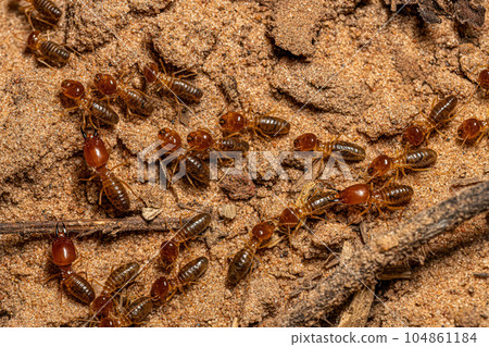 Adult Jawsnouted Termites Adult Jawsnouted Termites 104861184
