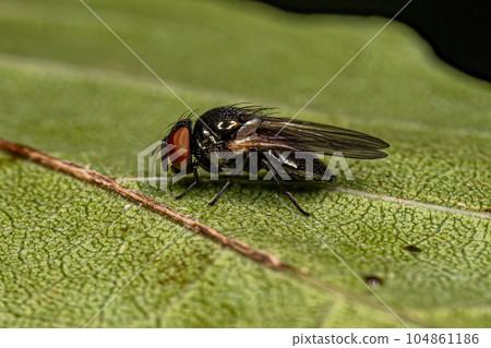 Adult Lance Fly 104861186