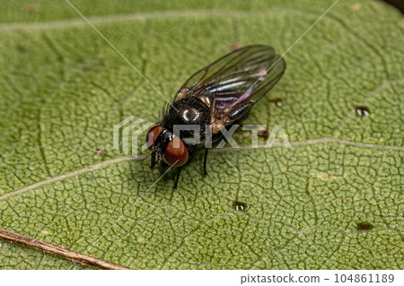 Adult Lance Fly 104861189