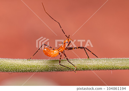 Assassin Bug Nymph 104861194