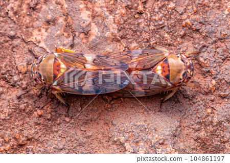 Adult Typical Leafhopper Adult Typical Leafhopper 104861197