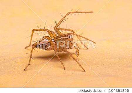 Female Striped Lynx Spider 104861206