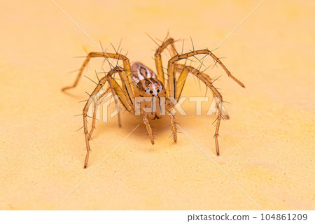 Female Striped Lynx Spider 104861209