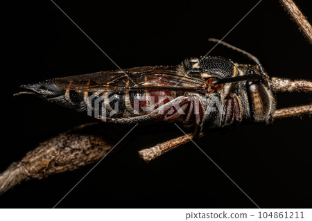Adult Sharptail Bee 104861211