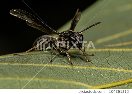Adult Long-waisted Honey Wasp 104861213
