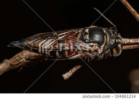 Adult Sharptail Bee 104861214