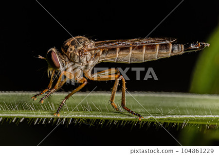 Adult Robber Fly Adult Robber Fly 104861229