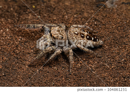 Small Jumping Spider Small Jumping Spider 104861231