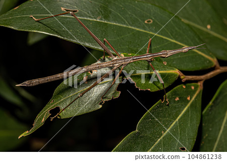 Neotropical Stick Grasshopper 104861238