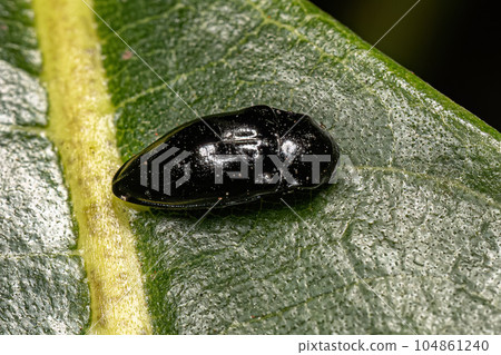 Adult Black Click Beetle Adult Black Click Beetle 104861240