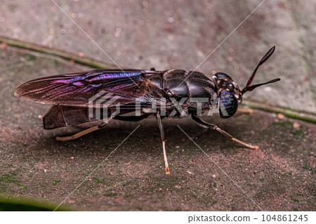 Black Soldier Fly 104861245