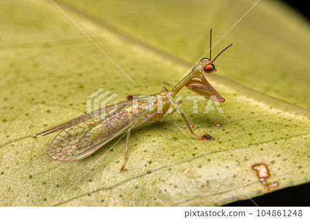 Adult Mantidfly Insect Adult Mantidfly Insect 104861248