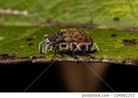 Adult True Weevil Adult True Weevil 104861253