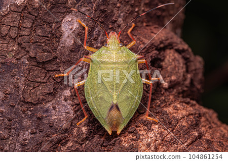 Adult Stink Bug Adult Stink Bug 104861254