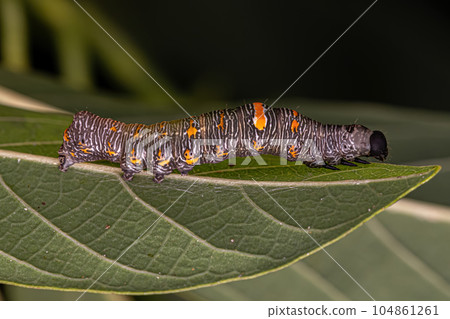 small Butterfly larva 104861261