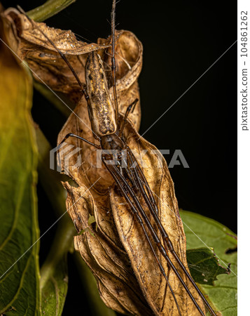 Adult Long-jawed Orbweaver Spider 104861262