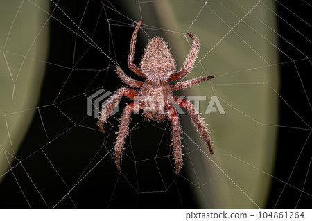 Adult Typical Orbweaver Adult Typical Orbweaver 104861264