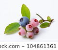 blueberry fruit and leaves 104861361