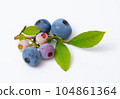 blueberry fruit and leaves 104861364