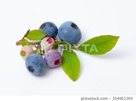 藍莓果實和葉子 104861364