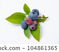 blueberry fruit and leaves 104861365