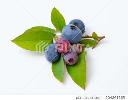 藍莓果實和葉子 藍莓果實和葉子 104861365